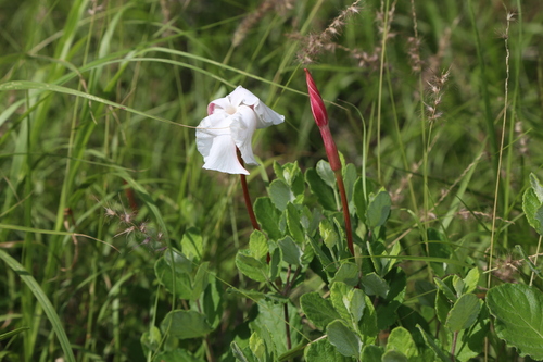Image of Mandevilla lanuginosa by (c) Reid Hardin, some rights reserved (CC BY)
