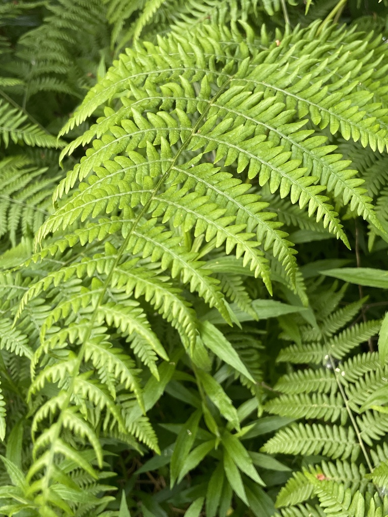 Mariana Maiden Fern from Črnuče, Ljubljana-Črnuče, Ljubljana, SI on May