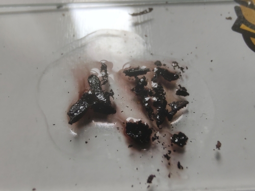 Daldinia (Photo 5 of 14)