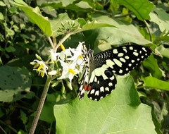 Papilio demoleus
