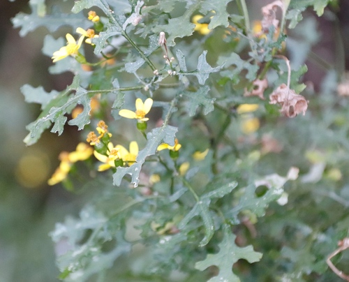 Image of Cineraria lyratiformis by (c) Tony Rebelo, some rights reserved (CC BY-SA)