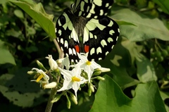 Papilio demoleus