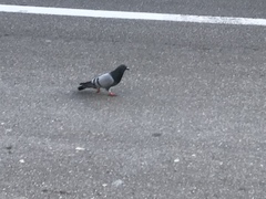 Columba livia domestica