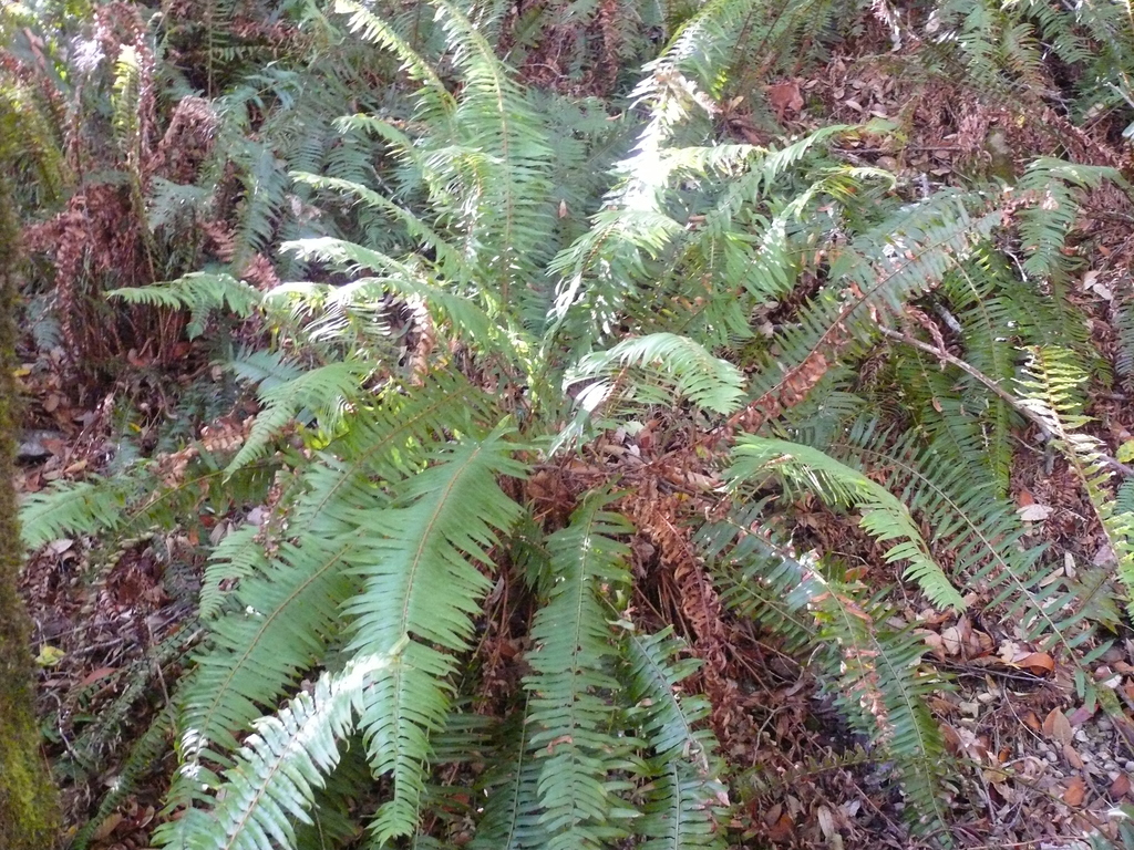 western sword fern from Redwood Nature Trail, Siskiyou National Forest ...