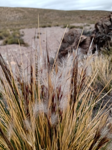 Pappostipa chrysophylla