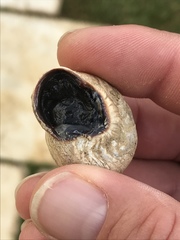 Otala lactea