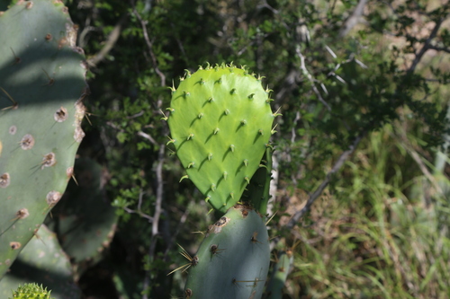 Image of Opuntia cacanapa by (c) Reid Hardin, some rights reserved (CC BY)