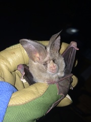 Macrotus californicus