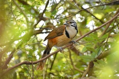 Pterorhinus pectoralis