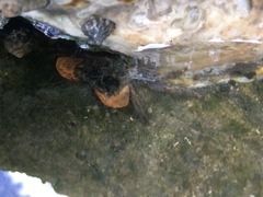 Parasesarma erythodactylum