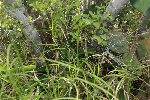Agave sileri