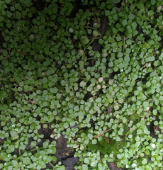 Callitriche muelleri