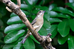 Spindalis zena benedicti