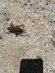 Hetrodes pupus