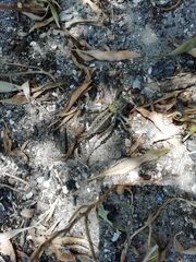 Hetrodes pupus