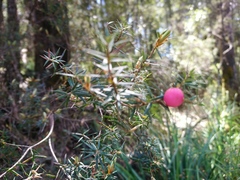 Leptecophylla pogonocalyx