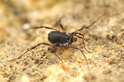 Centetostoma juberthiei