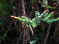 Trochocarpa cunninghamii