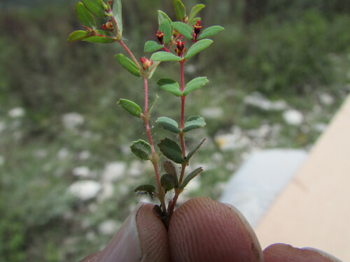 Image of Euphorbia villifera by (c) Carlos Martorell, some rights reserved (CC BY)