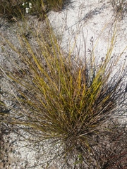 Eurychorda complanata