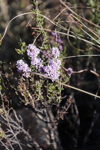 Selago flanaganii, photograph 4