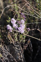Selago flanaganii, photograph (c) Tony Rebelo, some rights reserved (CC BY-SA)