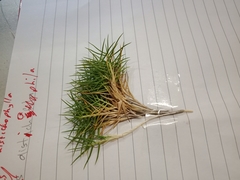 Distichlis distichophylla