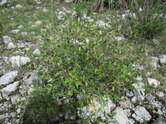 Croton hypoleucus