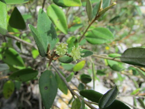 Croton hypoleucus, photograph 1