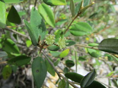 Croton hypoleucus, photograph (c) Carlos Martorell, some rights reserved (CC BY)