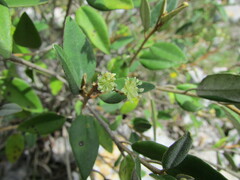 Croton hypoleucus, photograph (c) Carlos Martorell, some rights reserved (CC BY)