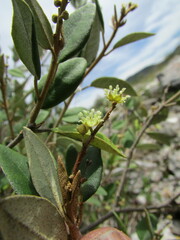 Croton hypoleucus, photograph (c) Carlos Martorell, some rights reserved (CC BY)
