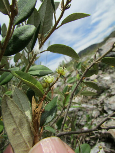 Croton hypoleucus, photograph 4