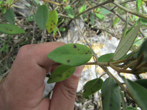 Croton hypoleucus, photograph 5