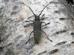 Saperda carcharias