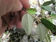 Croton hypoleucus, photograph (c) Carlos Martorell, some rights reserved (CC BY)