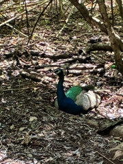 Pavo cristatus