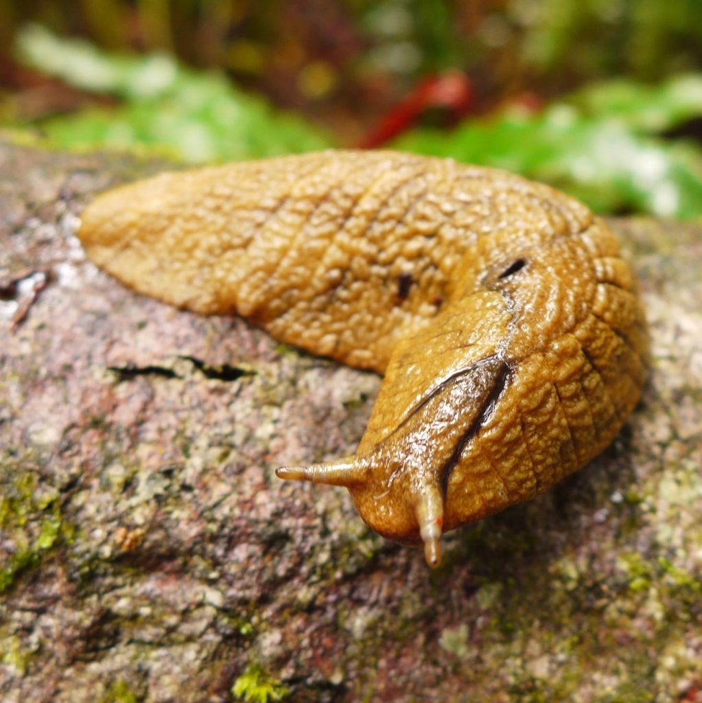 Aneiteinae