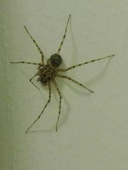 Scytodes thoracica