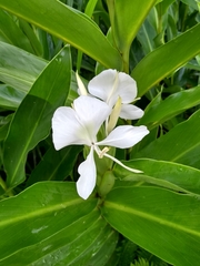 Hedychium coronarium
