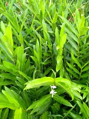 Hedychium coronarium