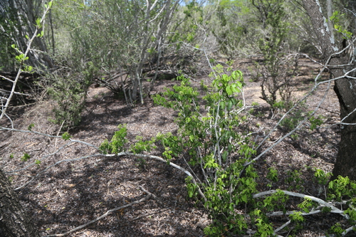 Image of Amyris texana by (c) Reid Hardin, some rights reserved (CC BY)