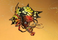 Gasteracantha sanguinolenta