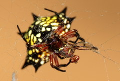Gasteracantha sanguinolenta