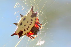Gasteracantha sanguinolenta