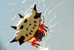 Gasteracantha sanguinolenta