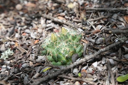 Mammillaria sphaerica