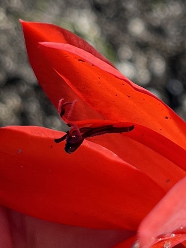 Image of Watsonia coccinea by (c) Charleen Brunke, some rights reserved (CC BY)