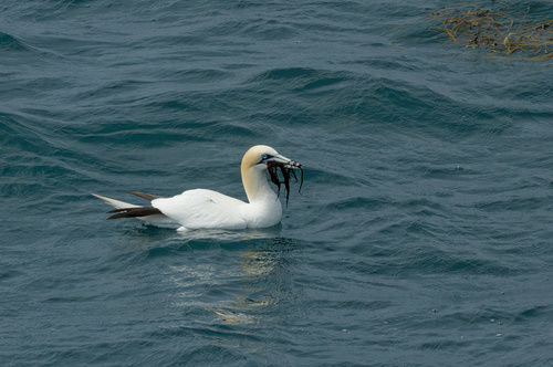 Alcatraz atlántico (Morus bassanus)