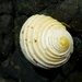 Pleated Nerite - Photo (c) Jakob Fahr, some rights reserved (CC BY-NC), uploaded by Jakob Fahr